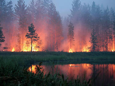 25 км лесных дорог построят в Республике Алтай для борьбы с пожарами